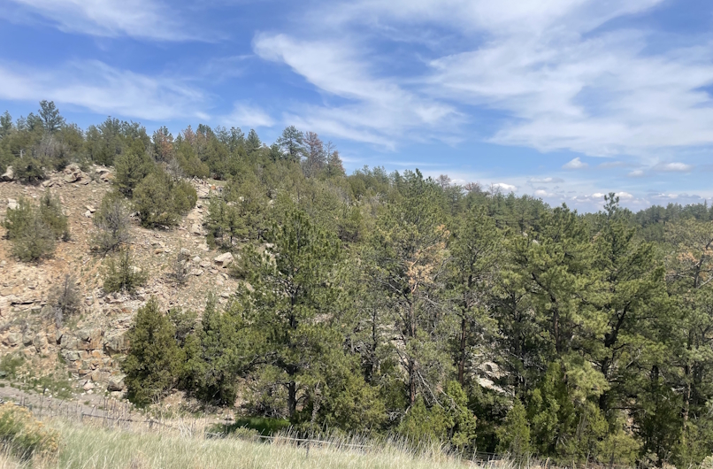 Pine of the Black Hills