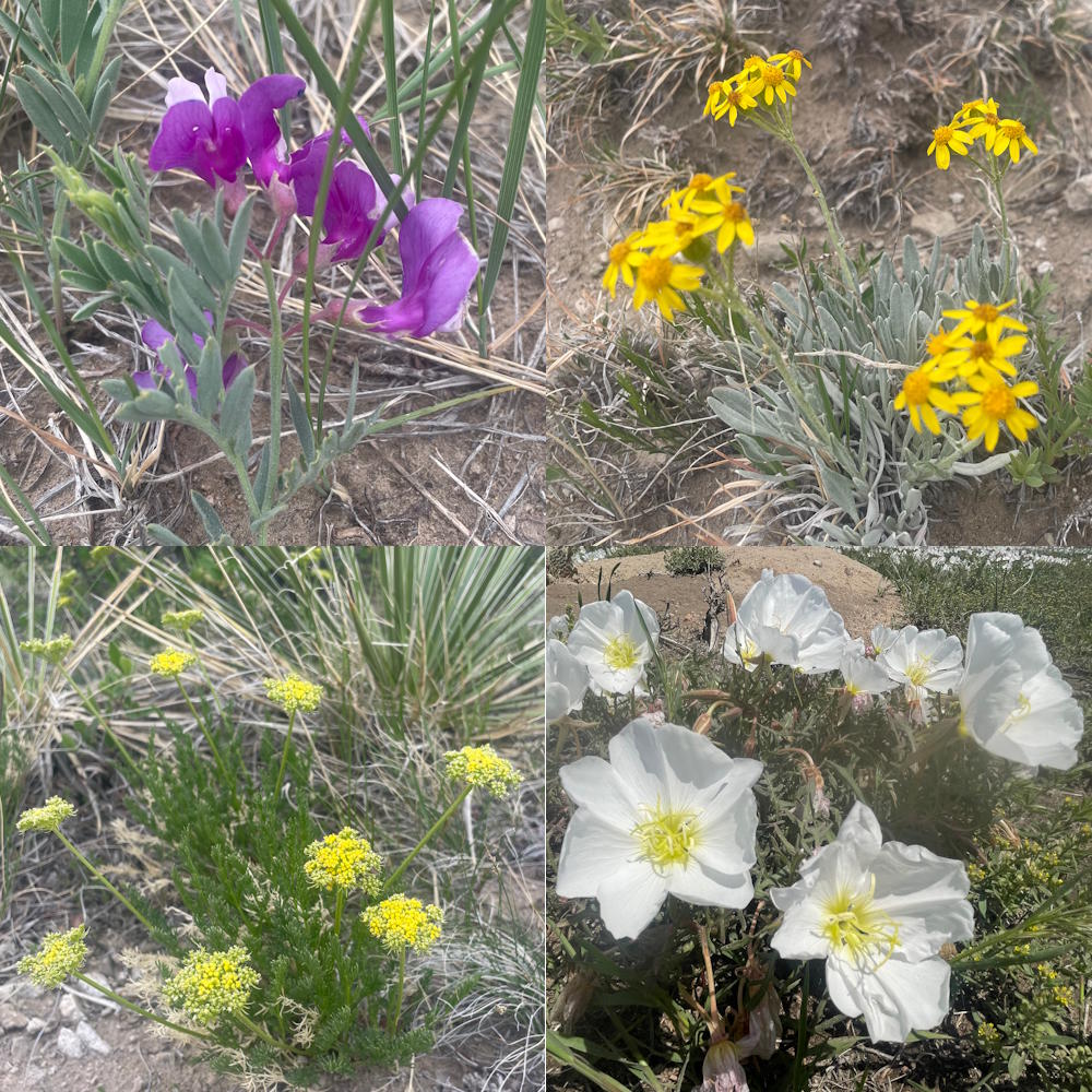 Wild Flowers on the Trail
