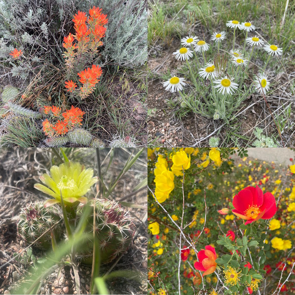 Wild Flowers on the Trail