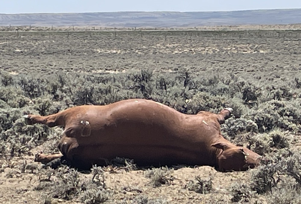 Dead Cow