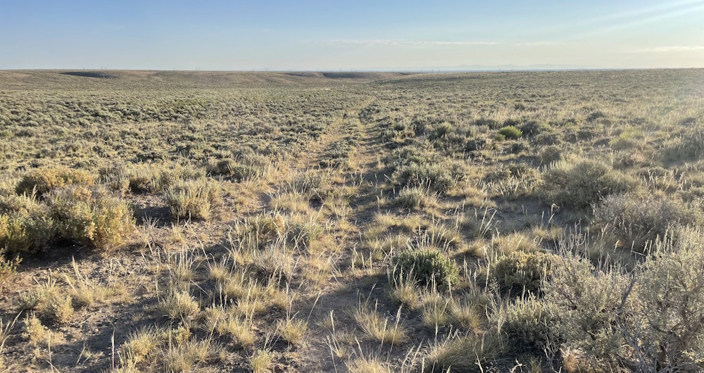 Desert Sagebrush