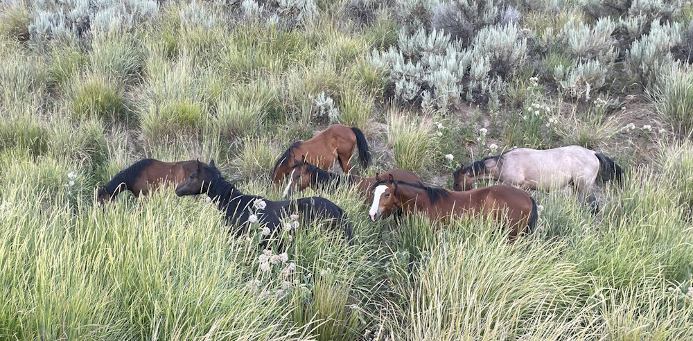 Horses