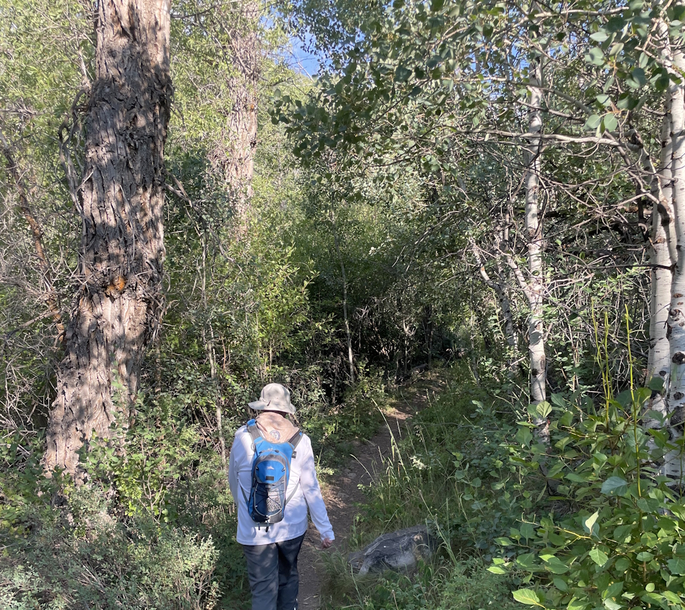 Dense Brush