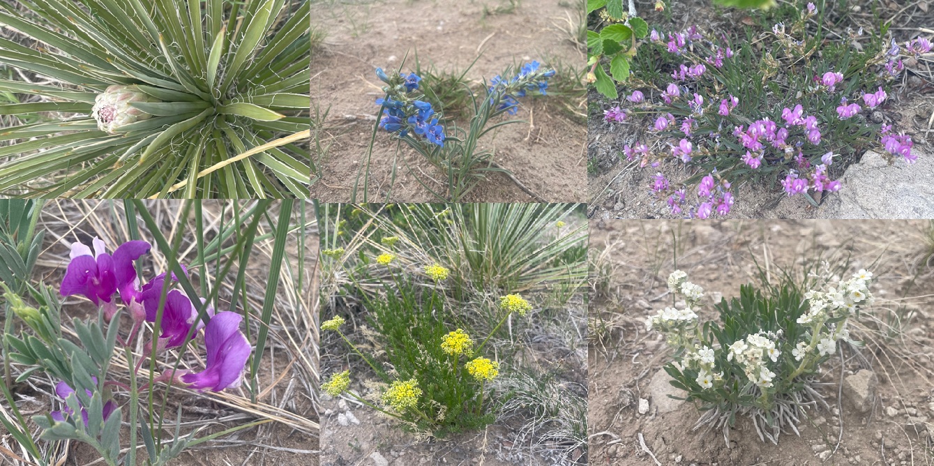 Flowers along Goshen Valley Overlook Path