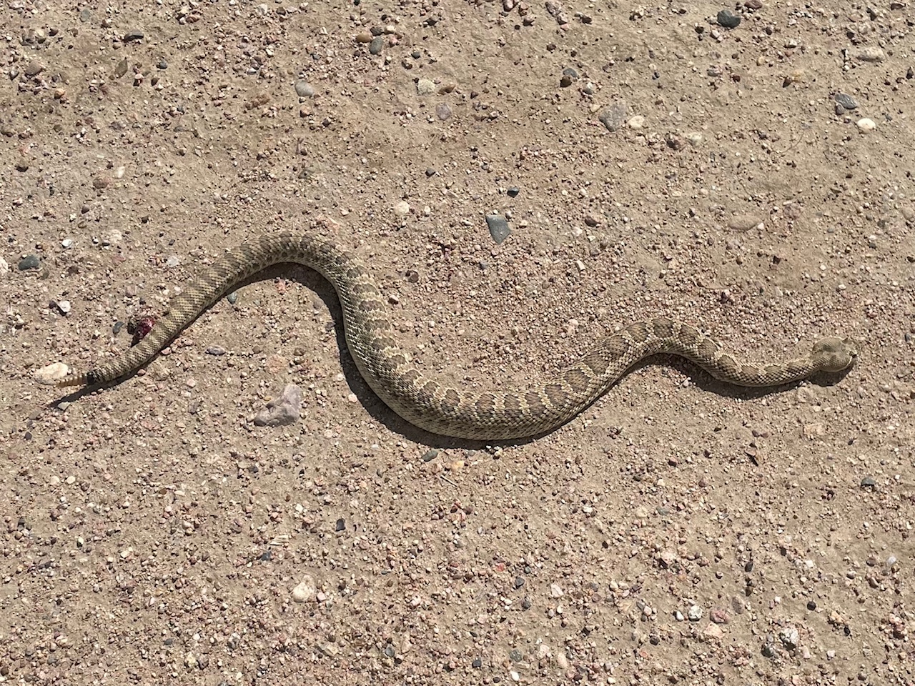Rattlesnake