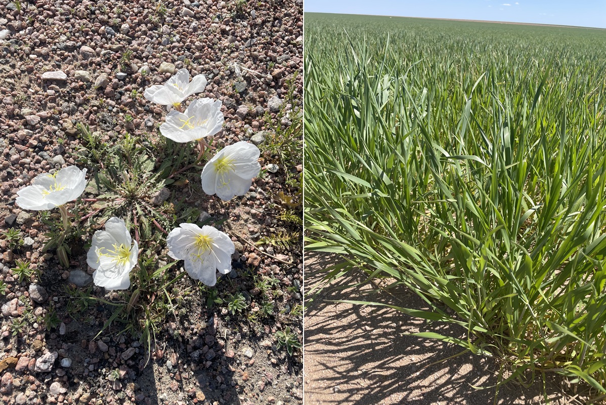 Beauty on the Prairie